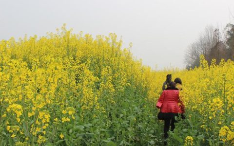 油菜花的作文300字三年级，油菜花的作文300字三年级下册优秀